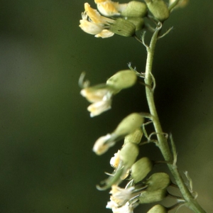  - Astragalus penduliflorus Lam. [1779]