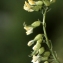  Liliane Roubaudi - Astragalus penduliflorus Lam. [1779]