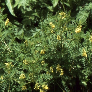  - Astragalus penduliflorus Lam. [1779]
