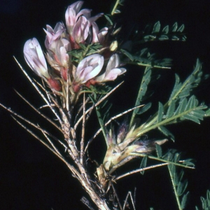  - Astragalus sempervirens Lam. [1783]