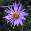  Bernard Andrieu - Aster alpinus var. cebennensis Braun-Blanq. [1933]