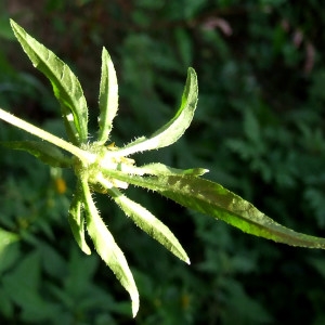 Photographie n°206666 du taxon Bidens tripartita L. [1753]