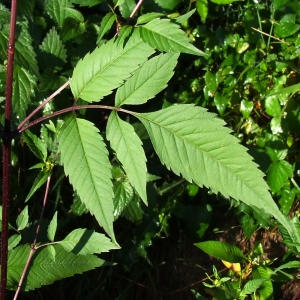 Bernard Andrieu, le 10 septembre 2013 (Montclar (La Balmarie))