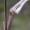  Emmanuel Stratmains - Setaria italica subsp. viridis (L.) Thell. [1912]