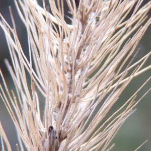 Photographie n°206739 du taxon Setaria italica subsp. viridis (L.) Thell. [1912]