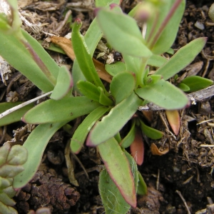 Alain Bigou, le  6 juillet 2008 (Vieille-Aure (Lac d'Aumar))