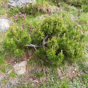 Photographie n°206750 du taxon Pinus mugo subsp. uncinata (Ramond ex DC.) Domin [1936]