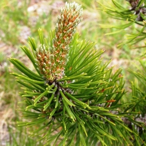 Photographie n°206751 du taxon Pinus mugo subsp. uncinata (Ramond ex DC.) Domin [1936]