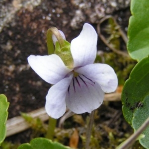 Photographie n°206755 du taxon Viola pyrenaica Ramond ex DC. [1805]
