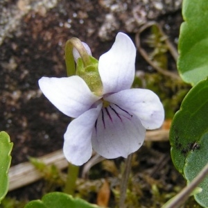  - Viola pyrenaica Ramond ex DC. [1805]