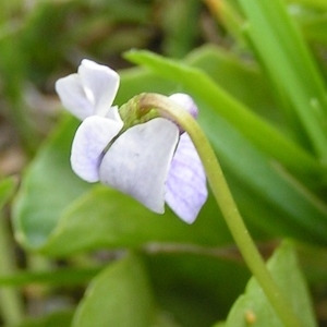 Photographie n°206756 du taxon Viola pyrenaica Ramond ex DC. [1805]