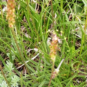 Photographie n°206758 du taxon Plantago alpina L. [1753]