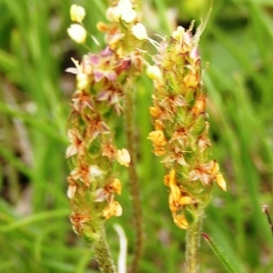 Photographie n°206759 du taxon Plantago alpina L. [1753]