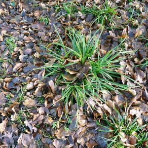 Photographie n°206798 du taxon Carex sylvatica Huds. [1762]