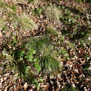 Photographie n°206806 du taxon Deschampsia cespitosa (L.) P.Beauv. [1812]