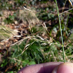 Photographie n°206807 du taxon Deschampsia cespitosa (L.) P.Beauv. [1812]