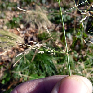 Photographie n°206808 du taxon Deschampsia cespitosa (L.) P.Beauv. [1812]