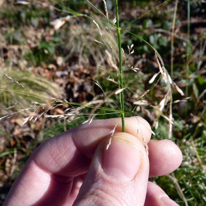 Photographie n°206809 du taxon Deschampsia cespitosa (L.) P.Beauv. [1812]