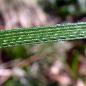 Photographie n°206812 du taxon Deschampsia cespitosa (L.) P.Beauv. [1812]