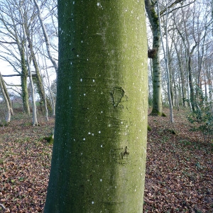 Photographie n°206813 du taxon Fagus sylvatica L. [1753]