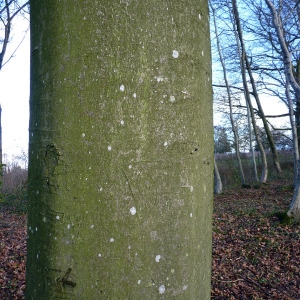 Photographie n°206814 du taxon Fagus sylvatica L. [1753]