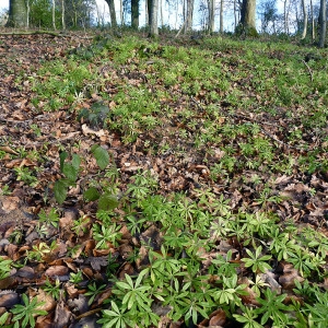 Photographie n°206824 du taxon Galium odoratum (L.) Scop. [1771]