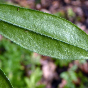 Photographie n°206825 du taxon Galium odoratum (L.) Scop. [1771]