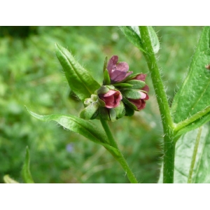 Cynoglossum montanum L.