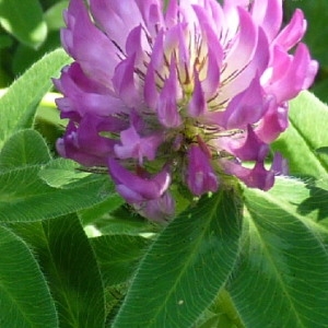 Photographie n°206858 du taxon Trifolium medium L. [1759]