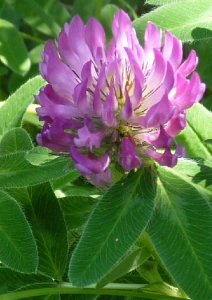 Ans Gorter, le 23 juin 2012 (Rocamadour)