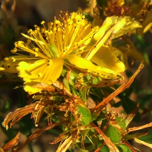 Photographie n°206865 du taxon Hypericum perforatum L. [1753]