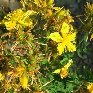 Photographie n°206866 du taxon Hypericum perforatum L. [1753]