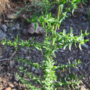 Photographie n°206867 du taxon Hypericum perforatum L. [1753]