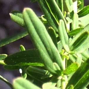 Photographie n°206868 du taxon Hypericum perforatum L. [1753]