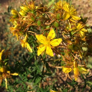 Photographie n°206869 du taxon Hypericum perforatum L. [1753]