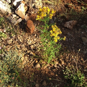 Photographie n°206871 du taxon Hypericum perforatum L. [1753]