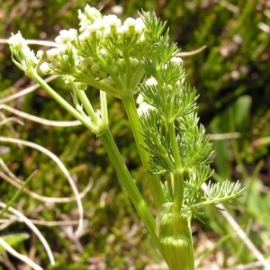 - Meum athamanticum subsp. athamanticum