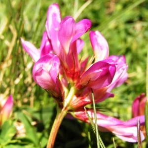 Photographie n°206889 du taxon Trifolium alpinum L. [1753]