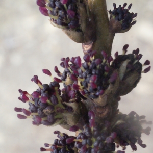 Photographie n°206930 du taxon Fraxinus excelsior L. [1753]