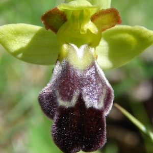 Photographie n°206962 du taxon Ophrys vasconica (O.Danesch & E.Danesch) P.Delforge [1991]