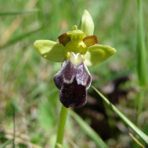 Photographie n°206963 du taxon Ophrys vasconica (O.Danesch & E.Danesch) P.Delforge [1991]