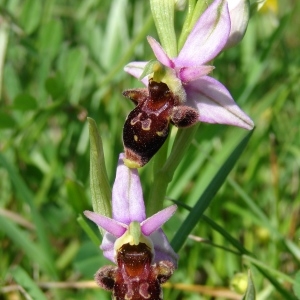 Photographie n°206985 du taxon Ophrys x montserratensis Cadevall [1904]
