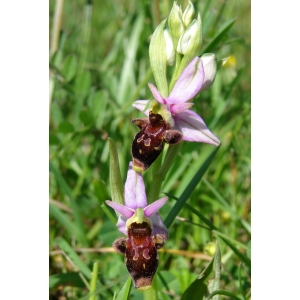 Ophrys ×montserratensis Cadevall (Ophrys du Montserrat)