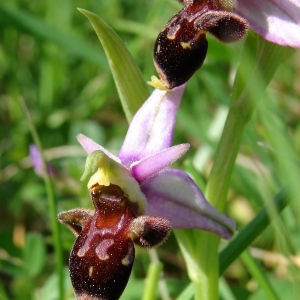 Photographie n°206986 du taxon Ophrys x montserratensis Cadevall [1904]