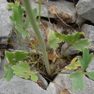 Photographie n°206992 du taxon Ranunculus monspeliacus L. [1753]