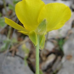 Photographie n°206993 du taxon Ranunculus monspeliacus L. [1753]