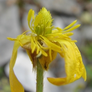 Photographie n°206994 du taxon Ranunculus monspeliacus L. [1753]