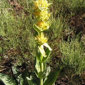 Photographie n°207049 du taxon Gentiana lutea subsp. lutea