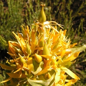 Photographie n°207050 du taxon Gentiana lutea subsp. lutea