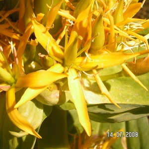 Photographie n°207051 du taxon Gentiana lutea subsp. lutea